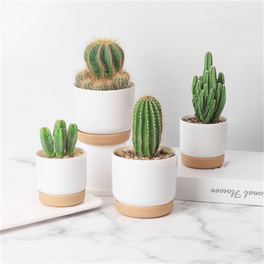 Echeveria Succulent - Round Cactus Succulent Plants Garden Supply