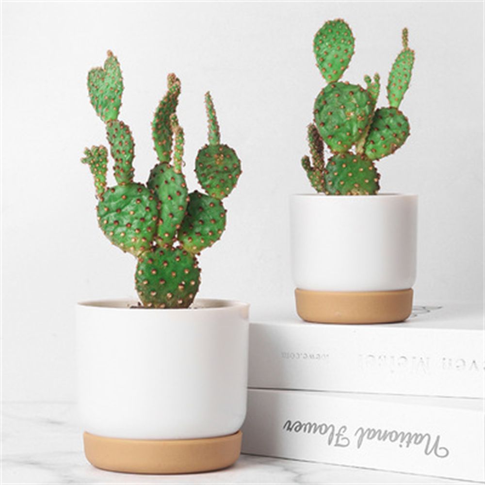 Round Cactus Succulent Plants  - Echeveria Succulent review and price