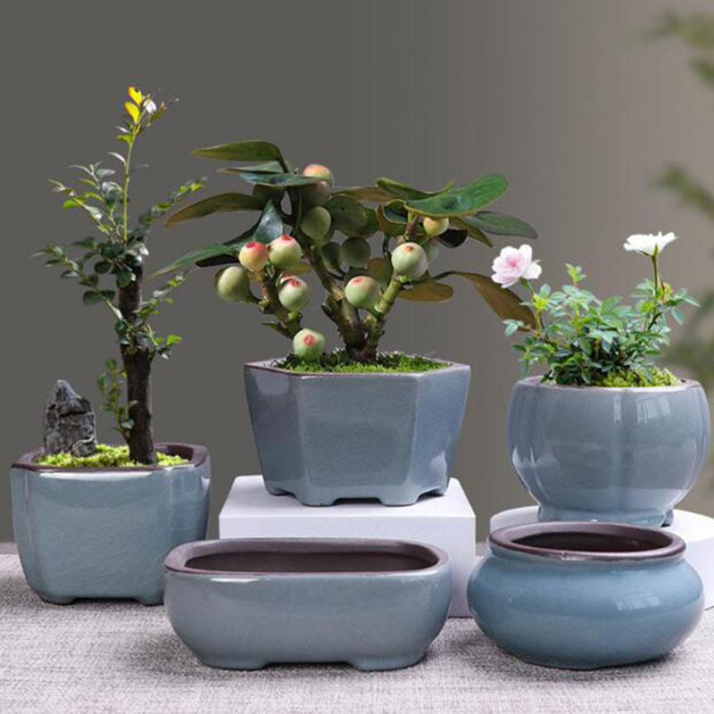 Retro Ceramic Flower Pot Aspar - Echeveria Succulent review and price