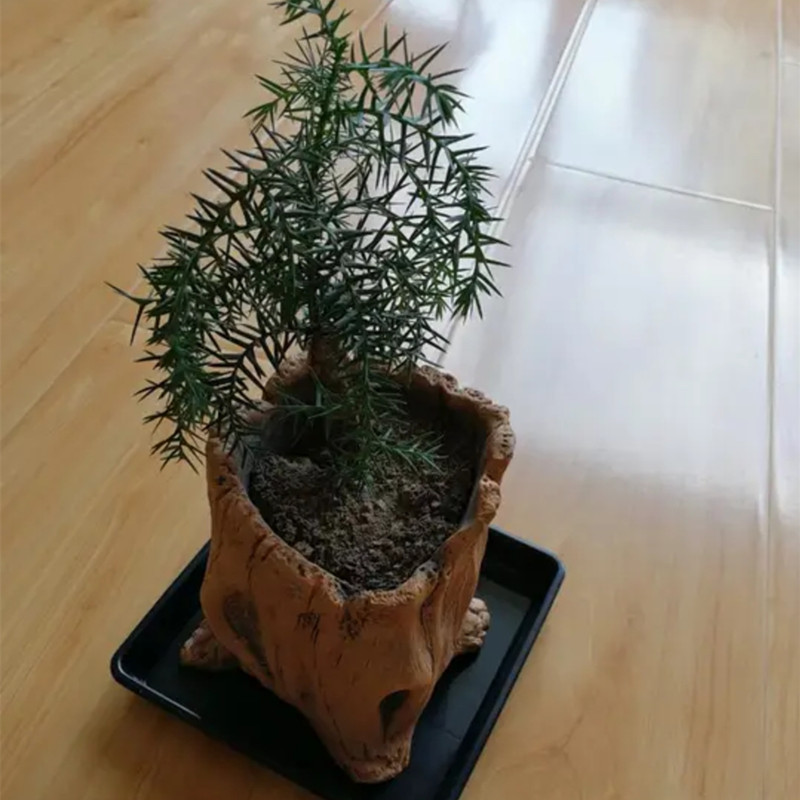 Imitation Wooden Stakes Tree R - Echeveria Succulent review and price