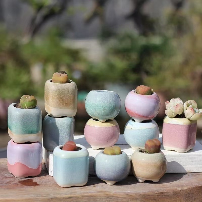 6Pcs Mini Flowerpot Succulents - Echeveria Succulent review and price