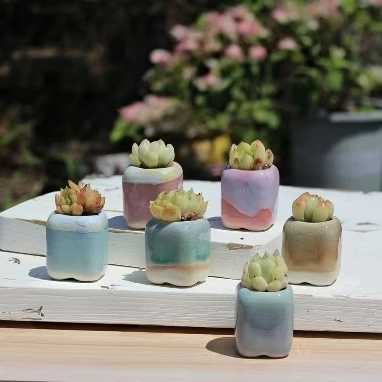 6Pcs Mini Flowerpot Succulents - Echeveria Succulent review and price